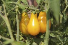 Yellow Hot Climate Tomatoes