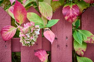 Close up of a dusky pink garden fence with a hydrangea flower poking through