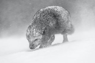 Wildlife Nature Photography awards reveals its winners