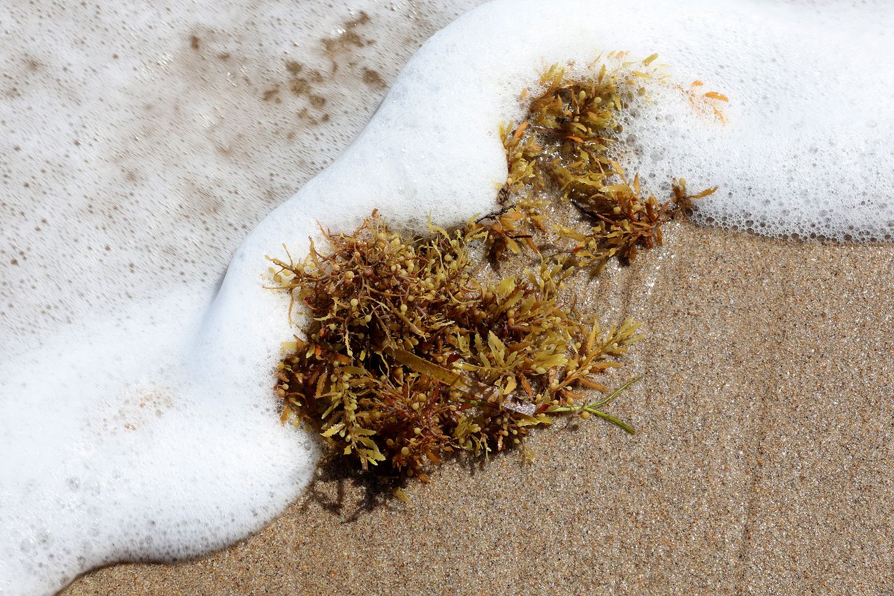 sargassum