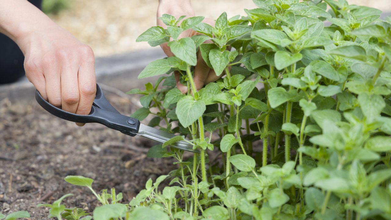 How to prune oregano so that it keeps growing