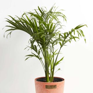 Tall potted palm houseplant 