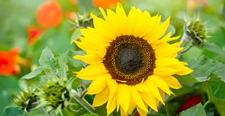 single giant yellow sunflower in a garden