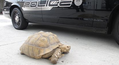 The escaped tortoise next to a police cruiser 