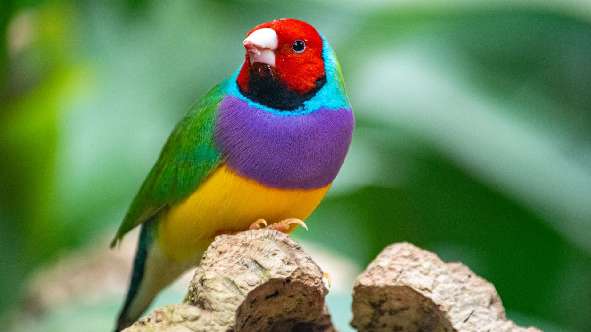 colorful gouldian finch