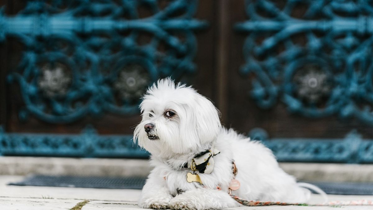 12 best therapy dog breeds | PetsRadar