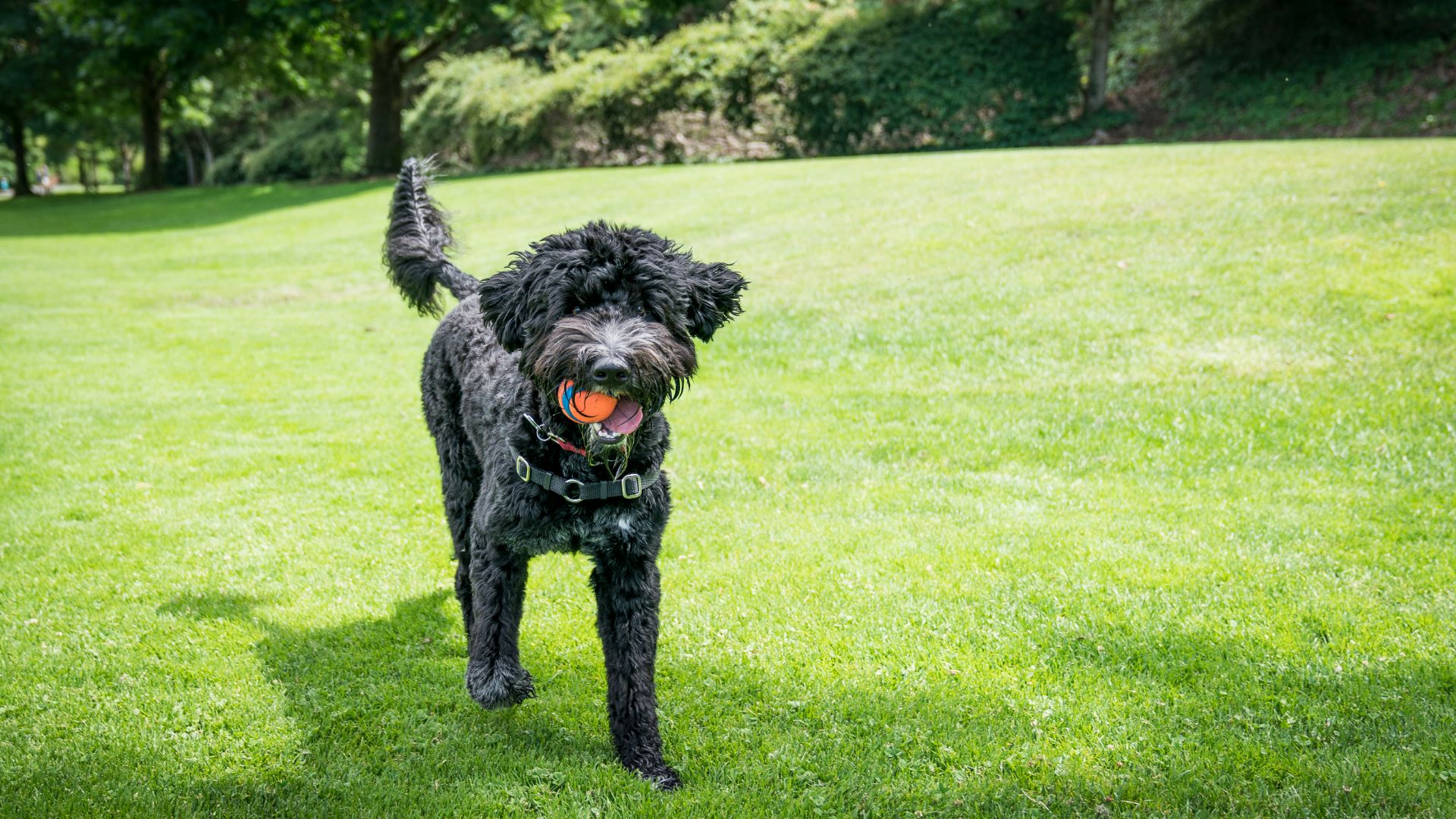 portuguese water dog fetching a ball