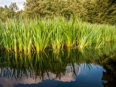 Many bunches of sweet flag grass growing in water