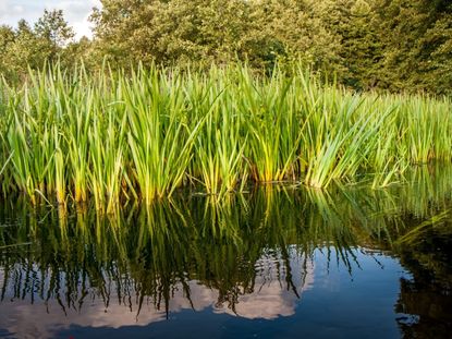 Many bunches of sweet flag grass growing in water