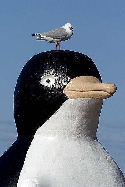 Mates: Seagull and Penguin in Penguin.