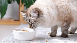 Cat eating dry food from a white bowl