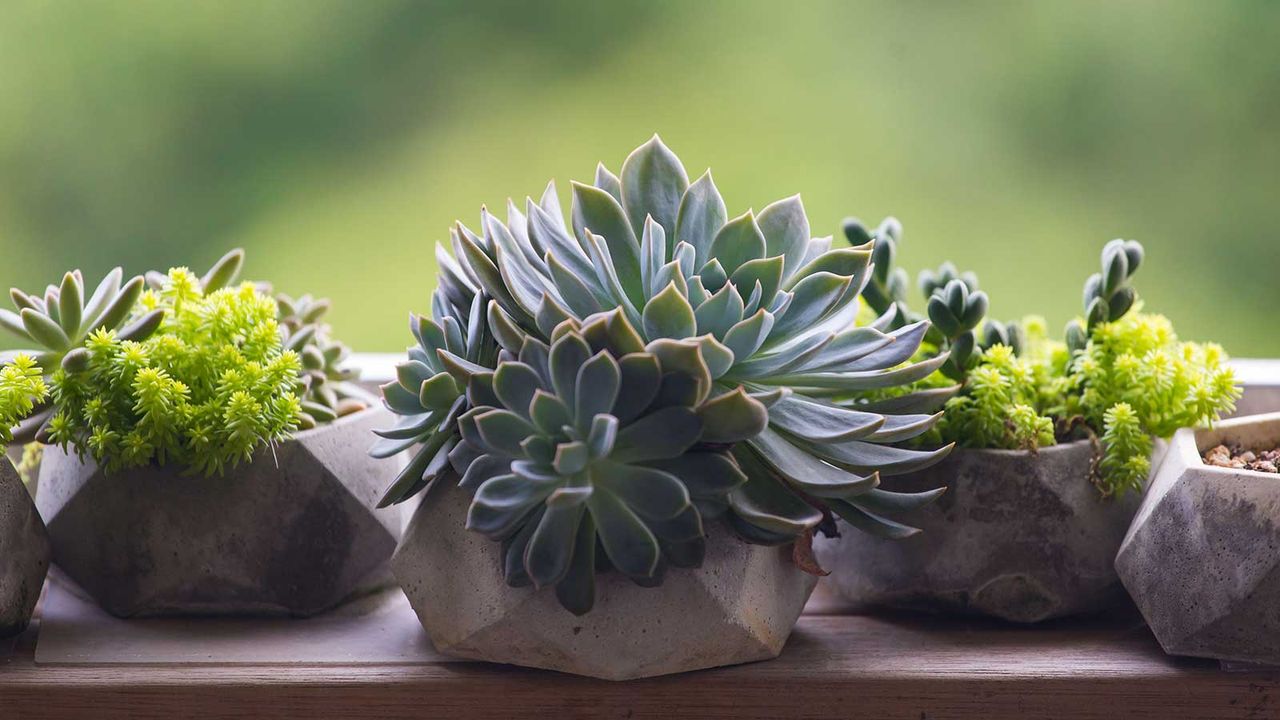 succulents on window sill