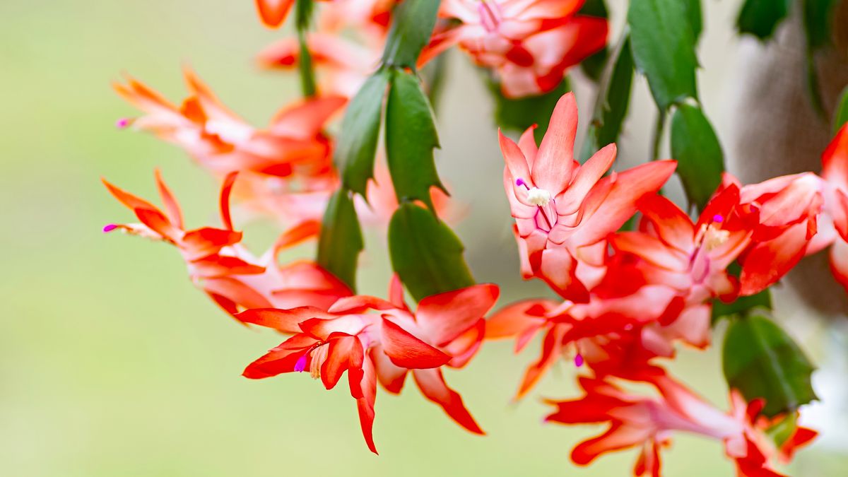 3 Easy Tasks to Do in August for a Thriving Christmas Cactus – and the 1 Summer Mistake That Can Ruin Holiday Blooms