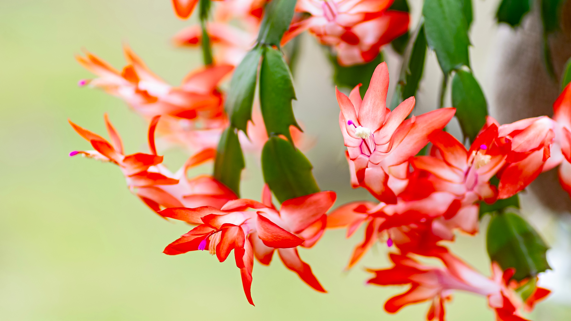 thanksgiving cactus blooms 