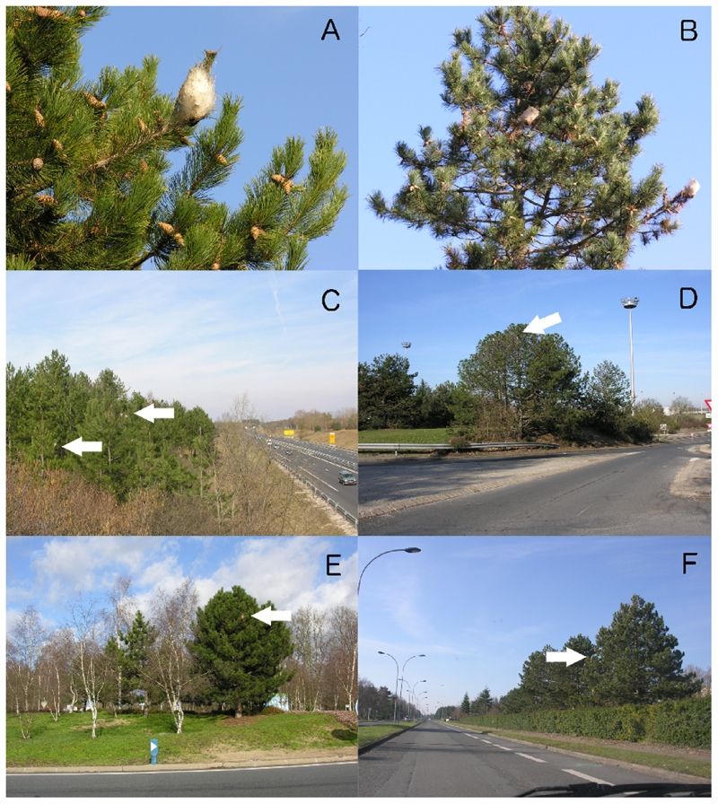 Google Street View images of caterpillar nests from an invasive moth.