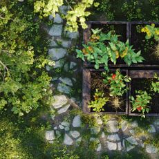Vegetables growing in raised beds in the home garden, view from above