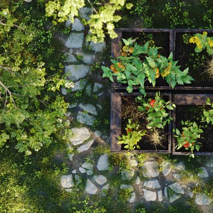 Vegetables growing in raised beds in the home garden, view from above