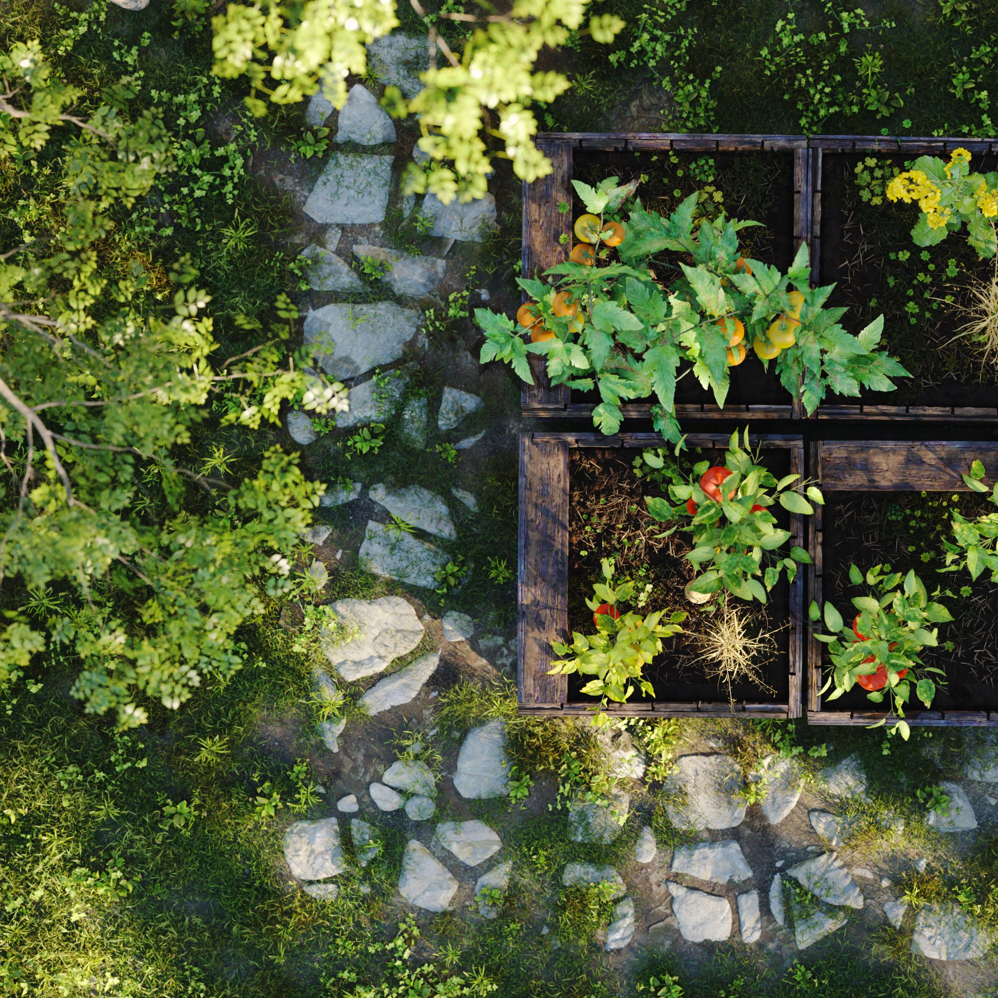 Vegetables growing in raised beds in the home garden, view from above