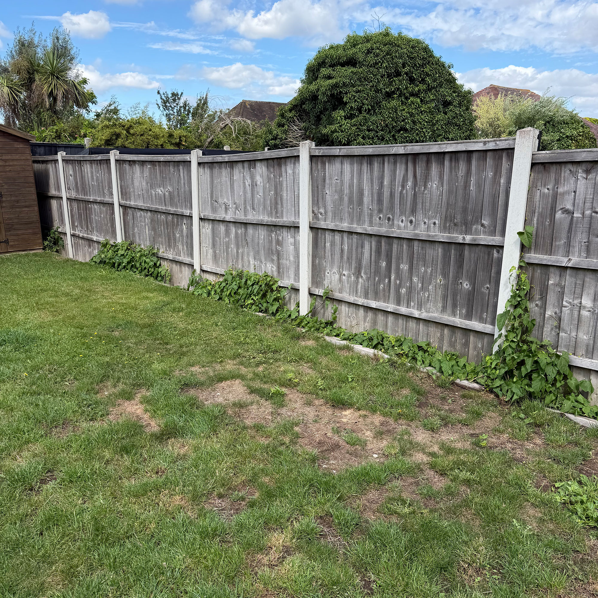 Lawn in garden surrounded by wooden fence