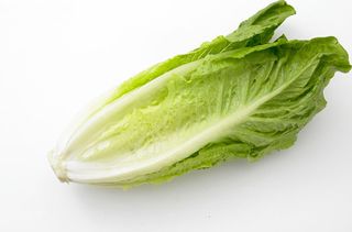 Cos lettuce