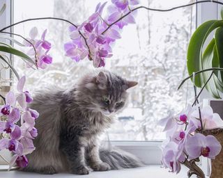 gray cat sat on windowsill between two potted pink orchids