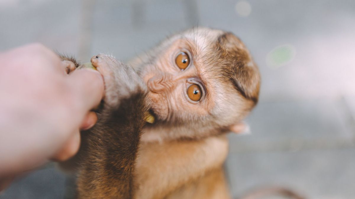 photo of a macaque monkey looking up at the camera as it nibbles a banana from a person&#039;s hand