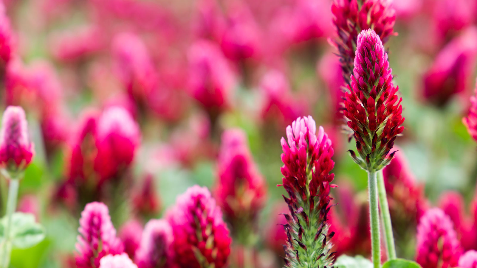 crimson clover in garden with red flowers