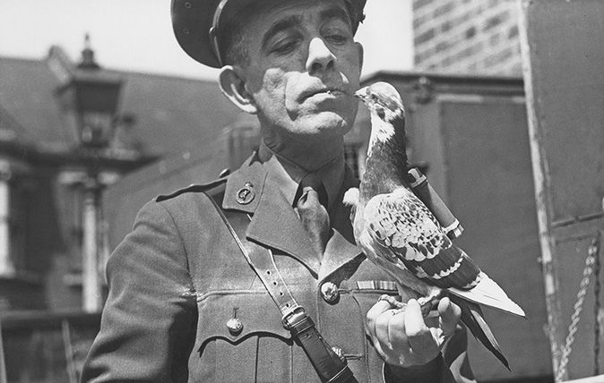 Captain Caiger of the British Army Pigeon Service holding a carrier pigeon equipped with a back-carrier message capsule. © Topical Press Agency/Hulton Archive/Getty Images