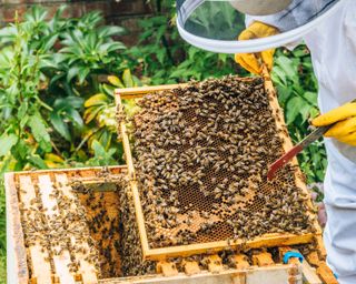 beekeeper inspecting honeycombe racks