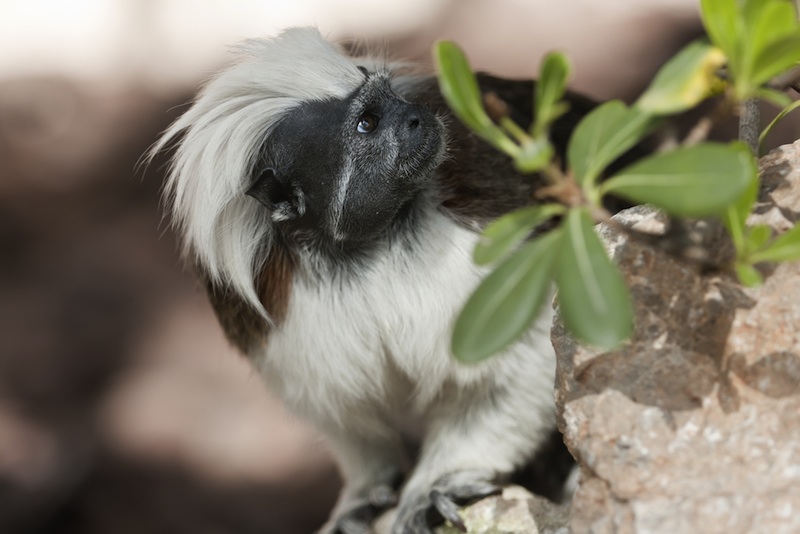 A titi monkey, part of a family of species that ranges across South America.