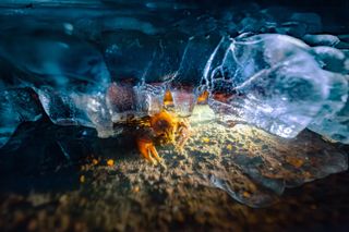 British Ecological Society Photographer of the Year