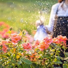 Spraying roses with natural black spot remedy