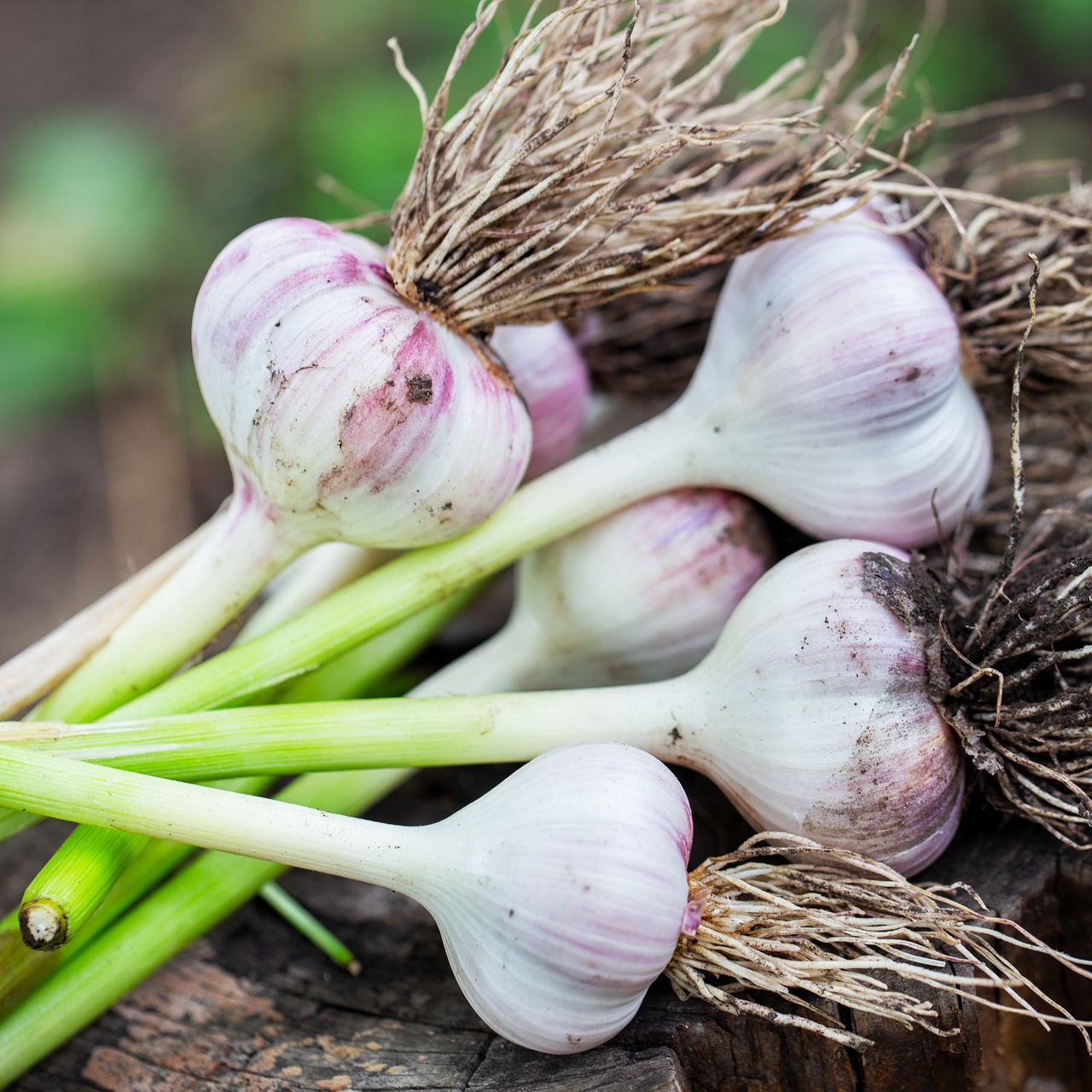 Freshly harvested garlic bulbs
