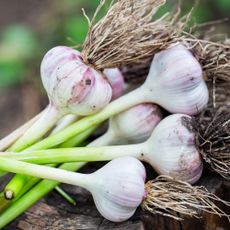 Freshly harvested garlic bulbs