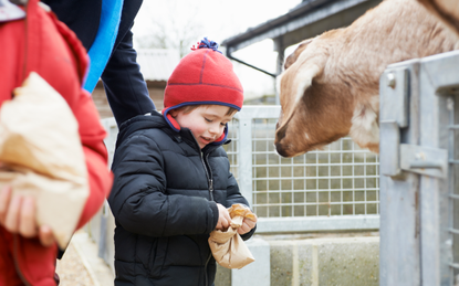 A young boy feeding a farm animal on one of the best family days out in Yorkshire