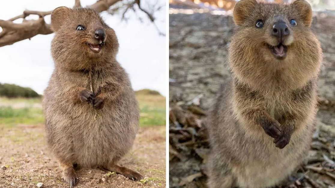 Quokkas