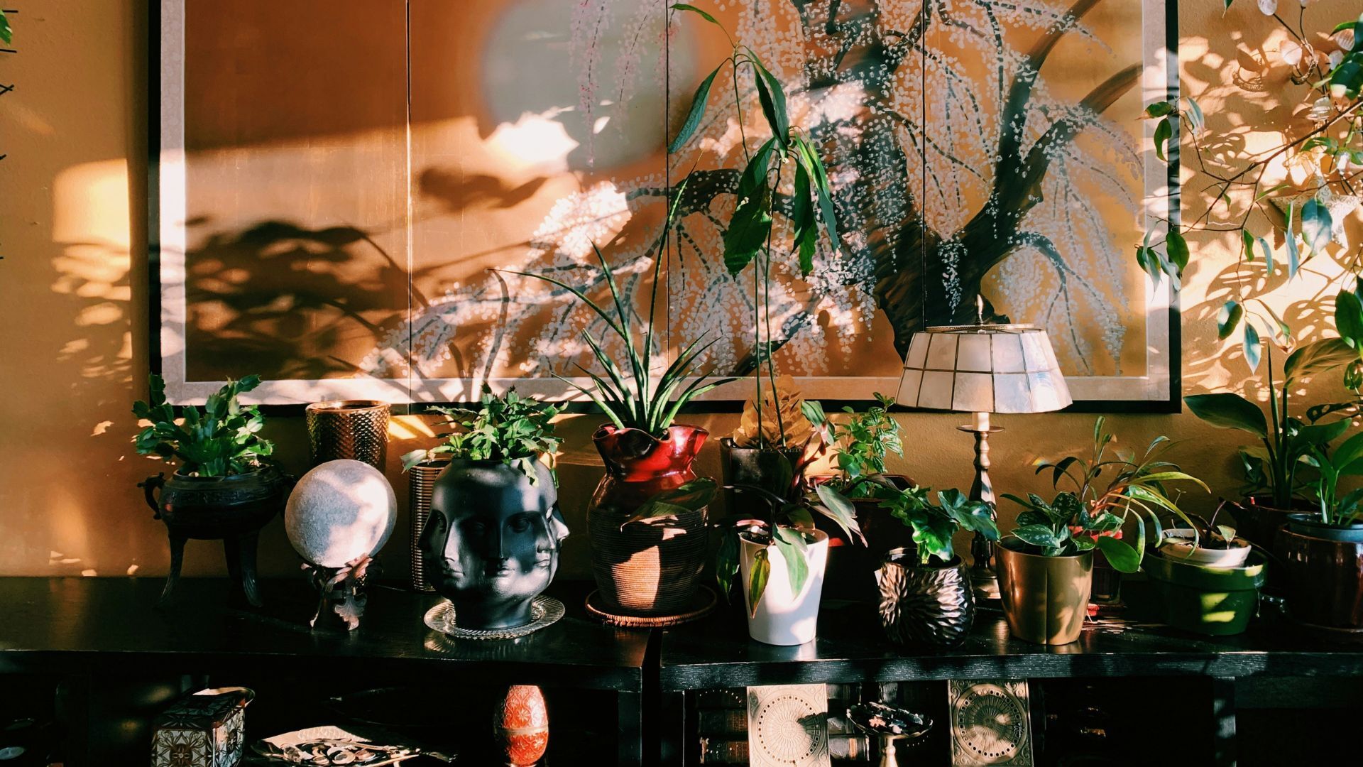 A collection of houseplants 