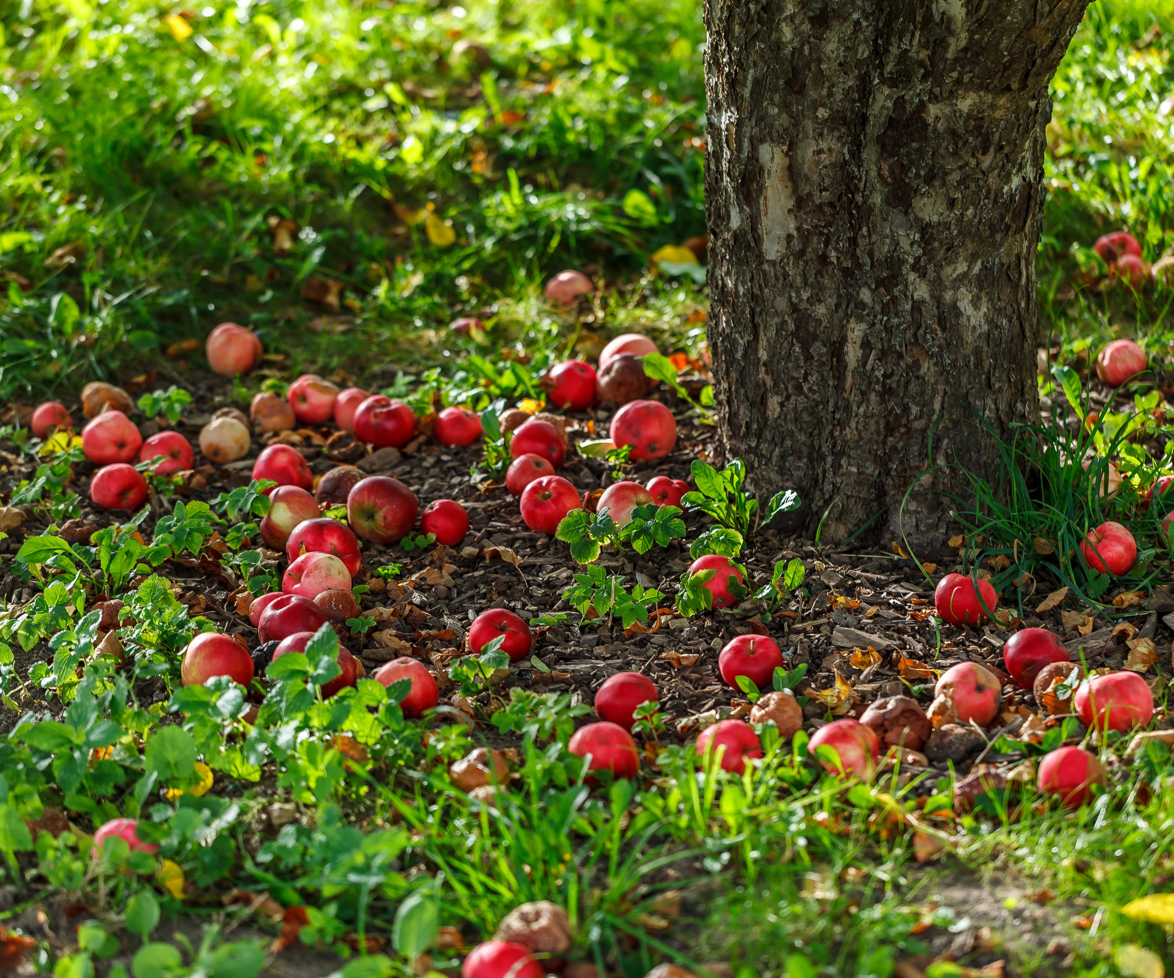 ripe apples on the ground beneath a tree