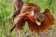 frilled lizard