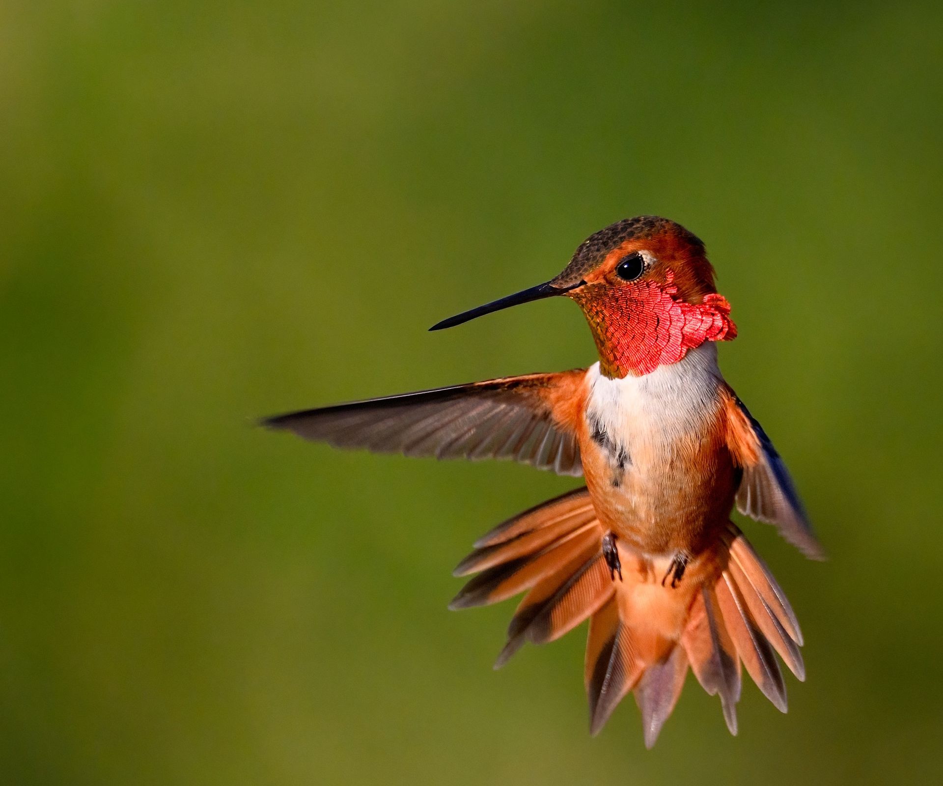 Rufous hummingbird with red colouration