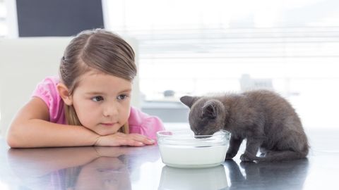 Image showcasing Are cats lactose intolerant or can they drink milk or cream? | PetsRadar