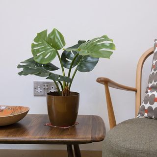 plant in brown pot on wooden table