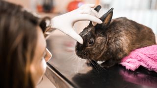 Rabbit at the vet