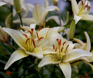 White lilies with dark stamens in a garden