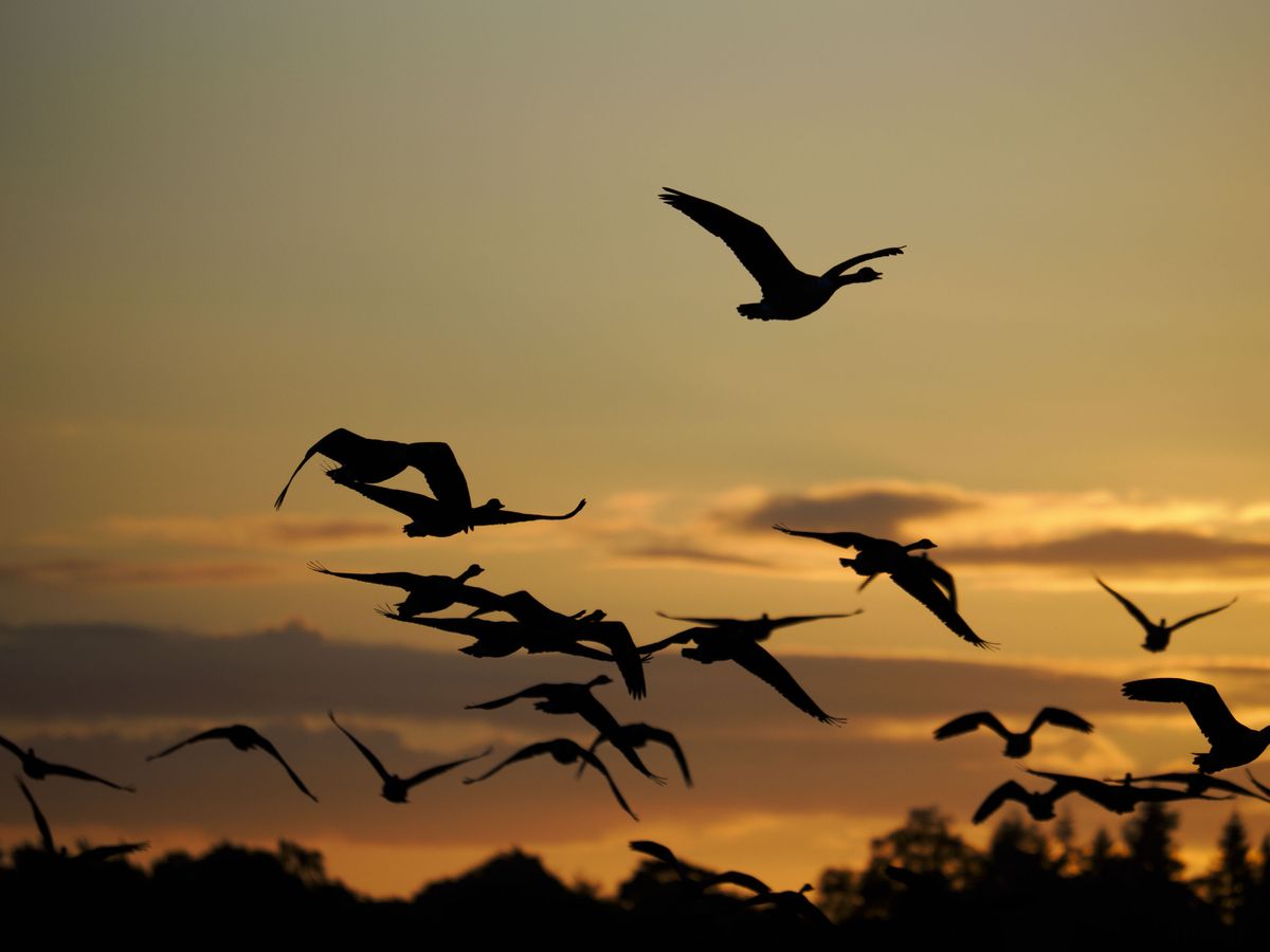 OM System 50-200mm F2.8 sample gallery: geese in flight at first light