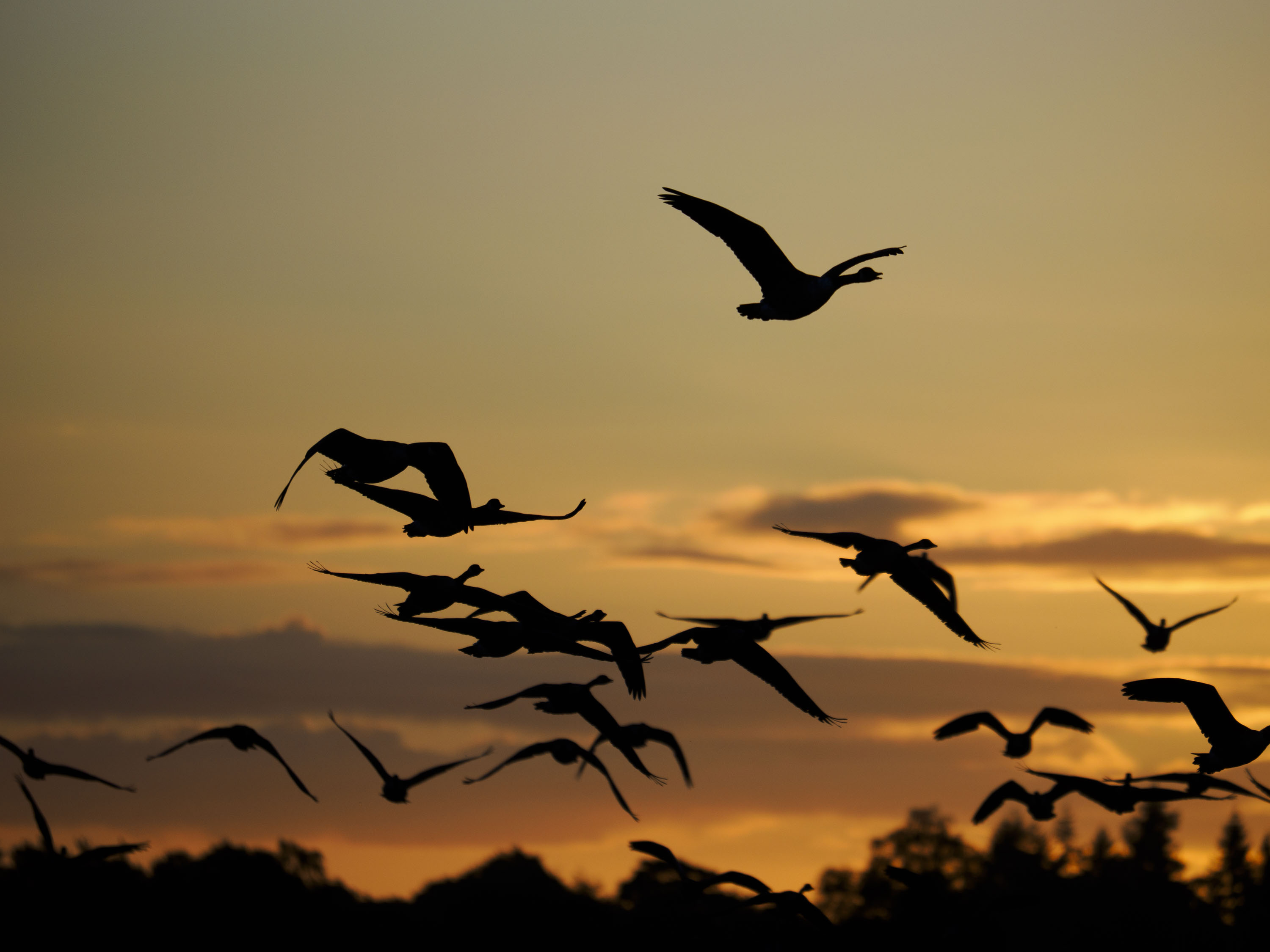 OM System 50-200mm F2.8 sample gallery: geese in flight at first light