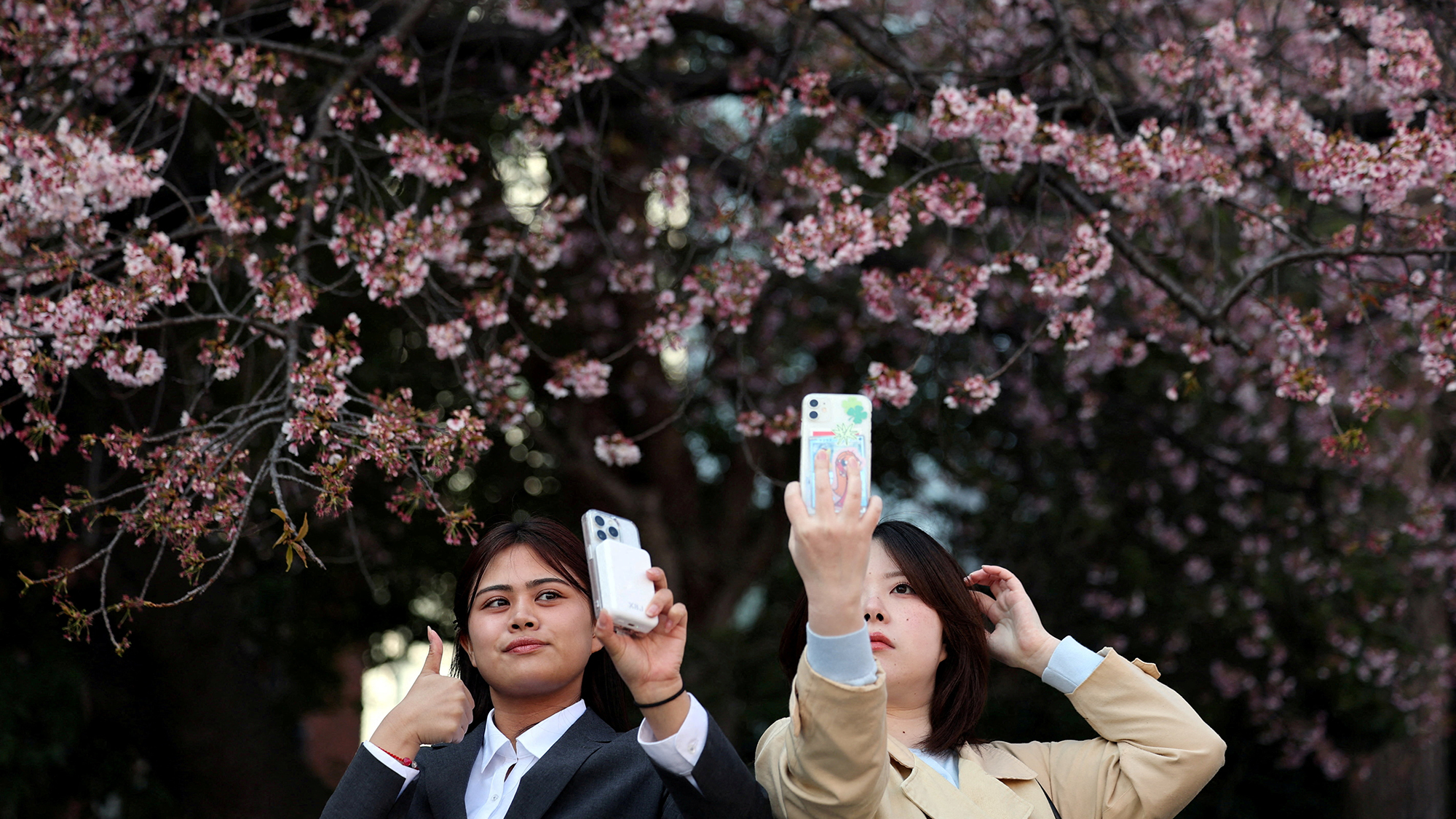 People take selfies in front of the flowering cherry trees at Ueno Park in Tokyo, Japan