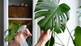 Monstera leaves being misted or sprayed by a woman