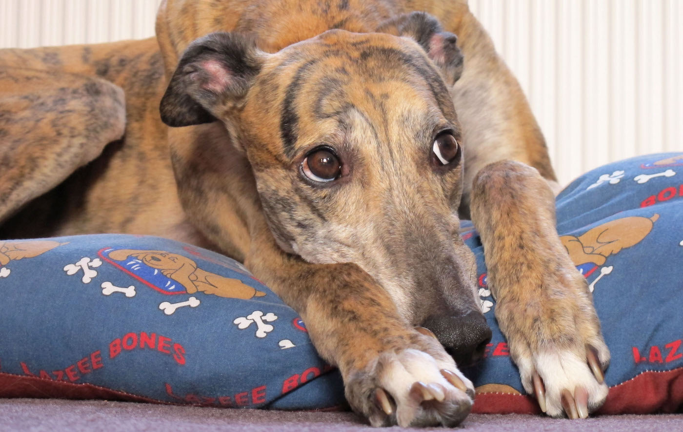 Grey hound lying down