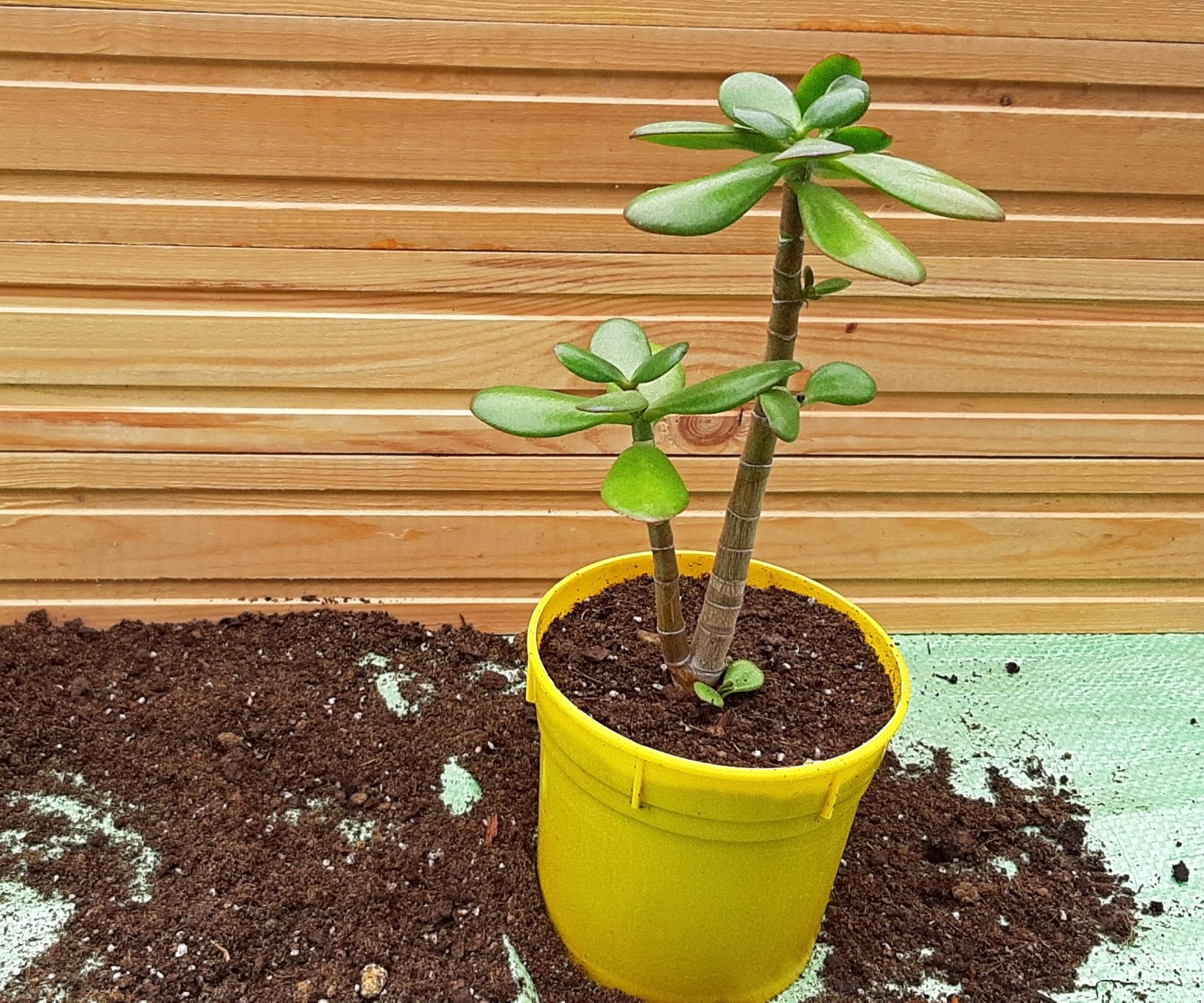 A jade plant in a yellow container surrounded by extra soil